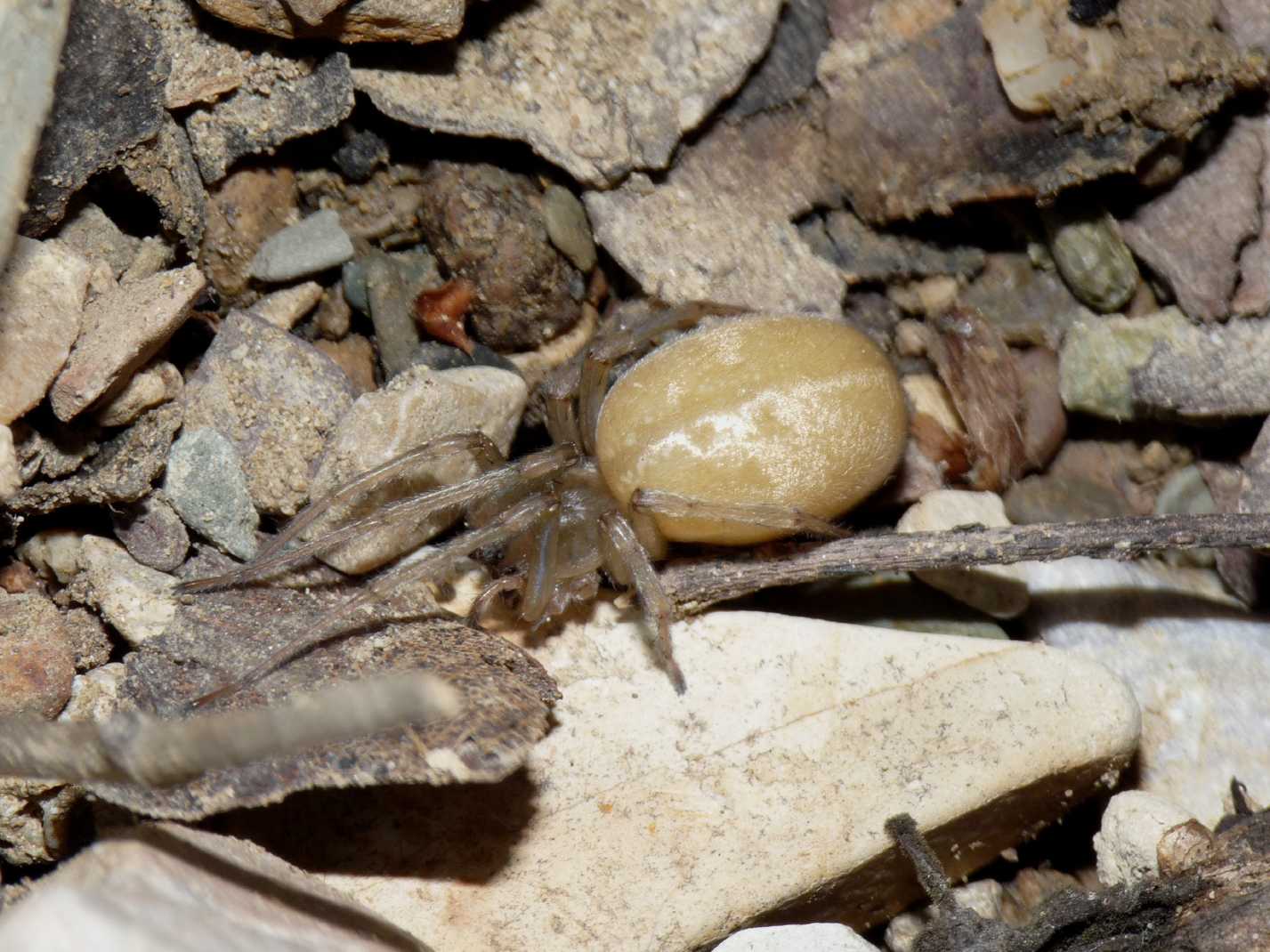 Femmina di Cheiracanthium mildei gravida